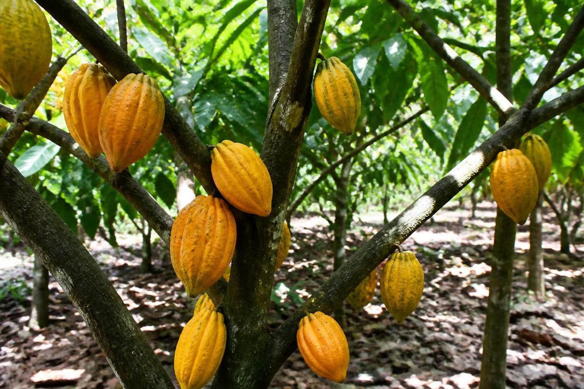 Fermented Cocoa Beans, Grade A